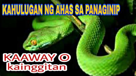 Panaginip Tungkol sa mga Ahas .